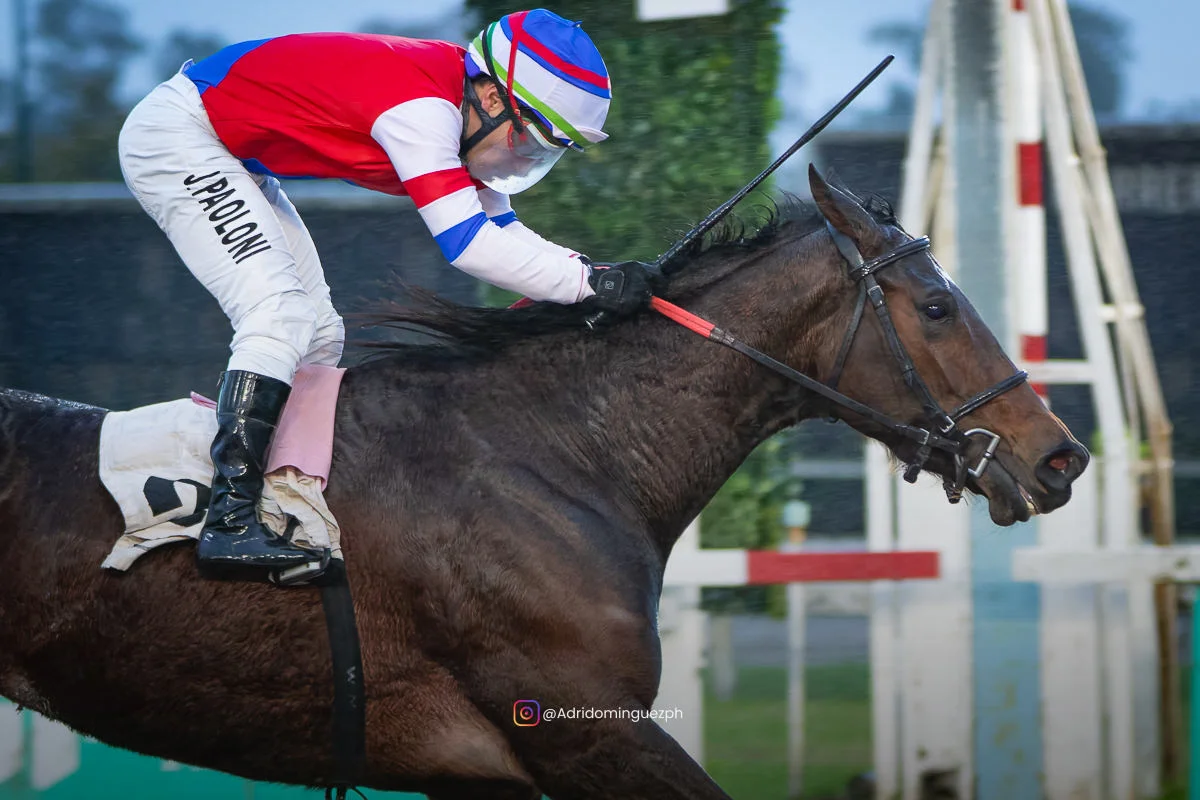 SIR BRAVE WEB-1
